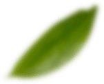 Leaf 1